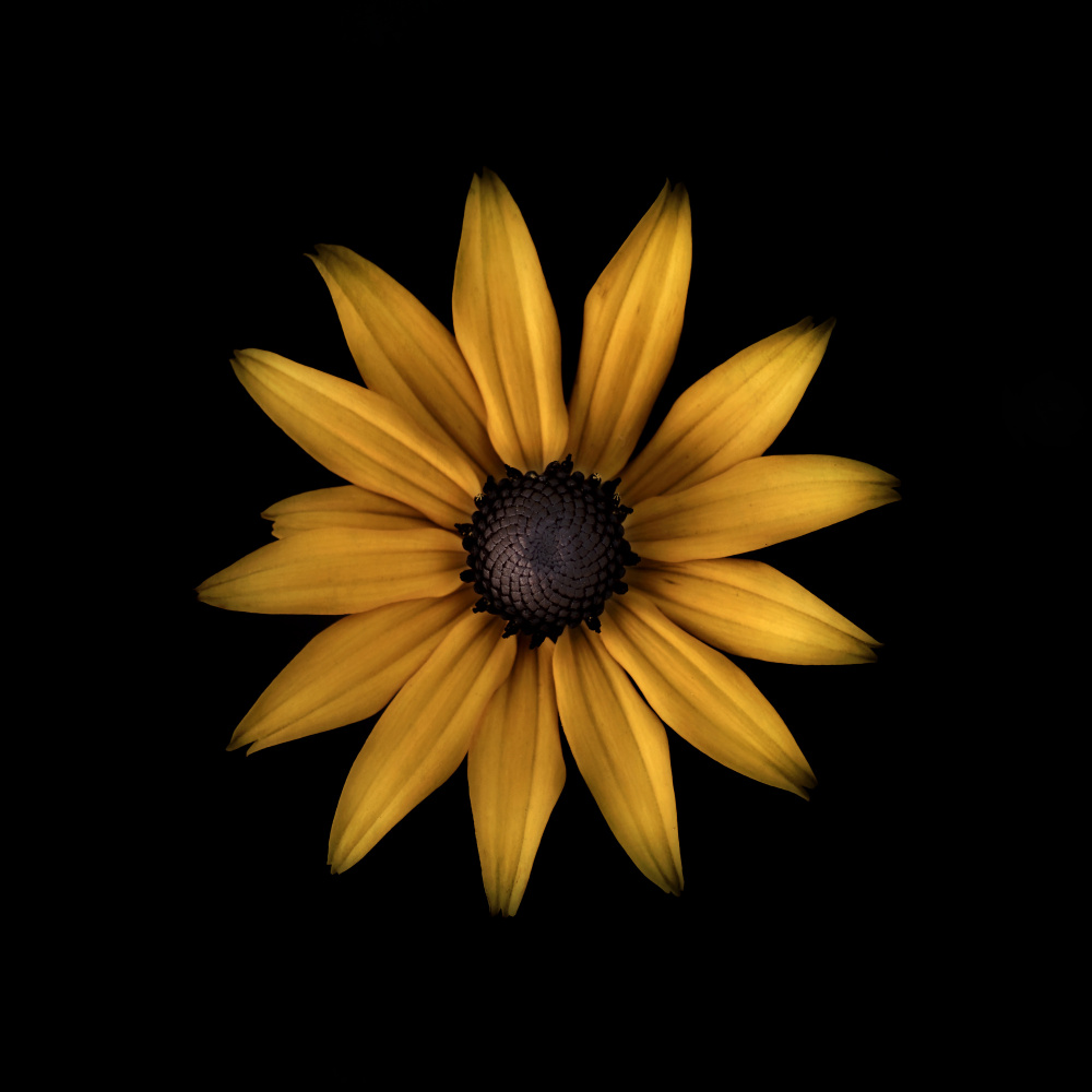 Rudbeckia von Lotte Grønkjær