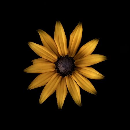 Rudbeckia