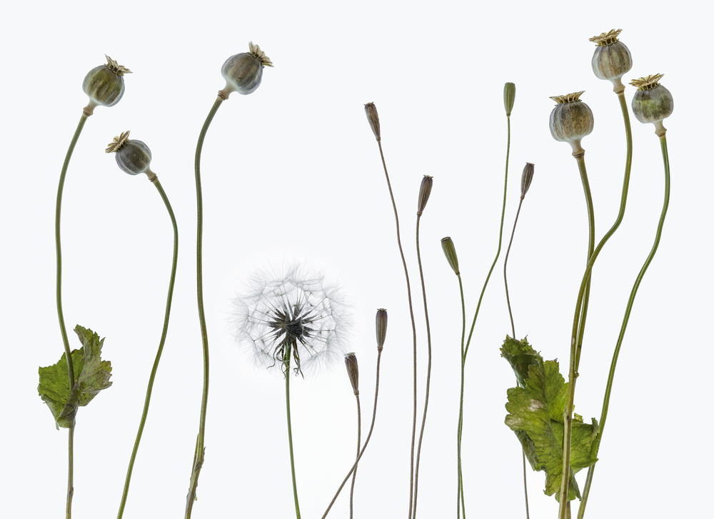 Seedheads von Lotte Grønkjær