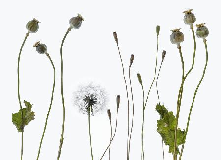 Seedheads