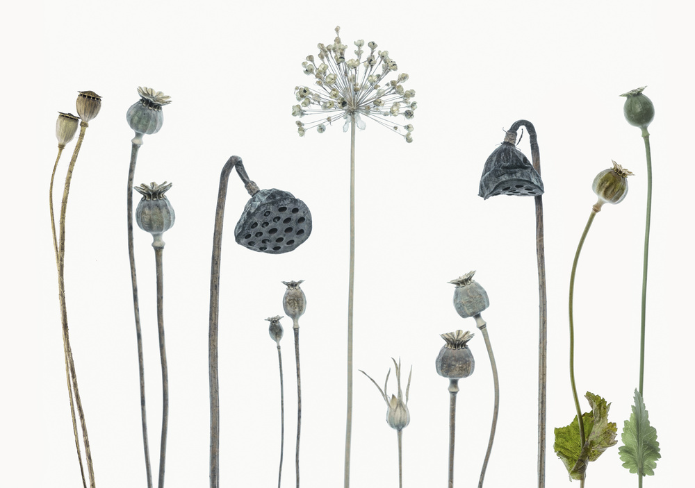 Seed heads von Lotte Grønkjær