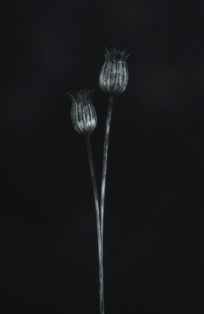 Seed heads von Lotte Grønkjær