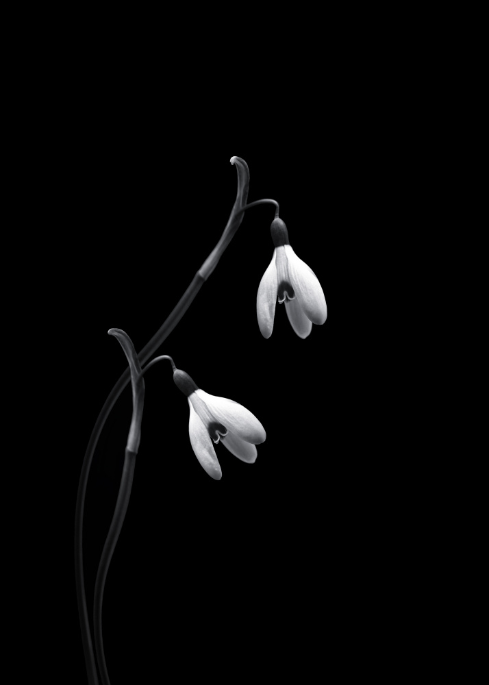 Snowdrops von Lotte Grønkjær