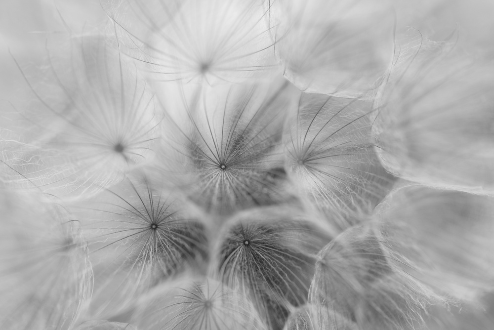 Salsify von Lotte Grønkjær