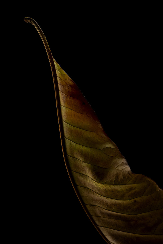 Part of a leaf von Lotte Grønkjær