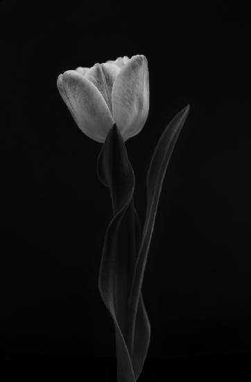 Tulip