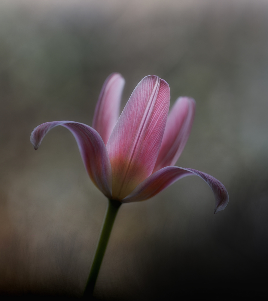 Tulip from the garden von Lotte Grønkjær