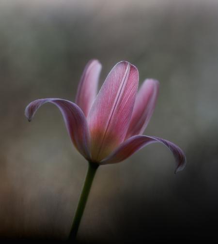 Tulip from the garden