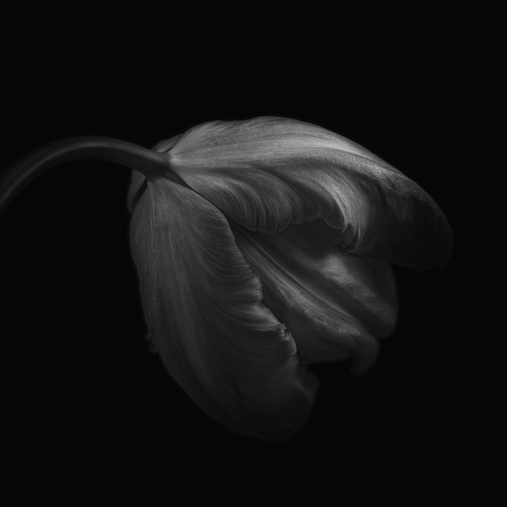 Tulip in monochrome von Lotte Grønkjær