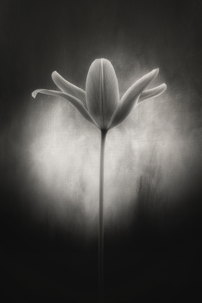 Tulip in black and white von Lotte Grønkjær