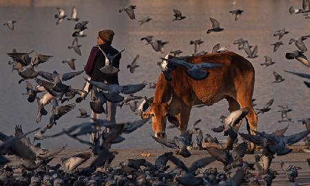 The pilgrim and a curious cow