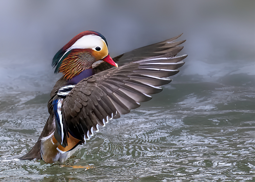 Mandarin Duck von Louie Luo