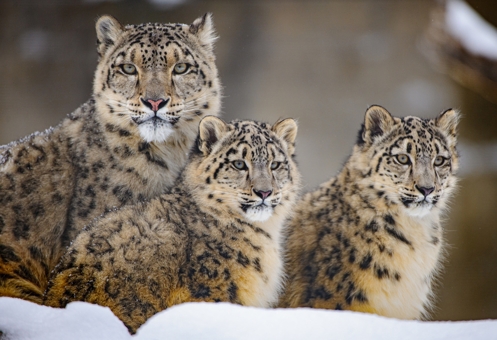 Family von Louis Blair