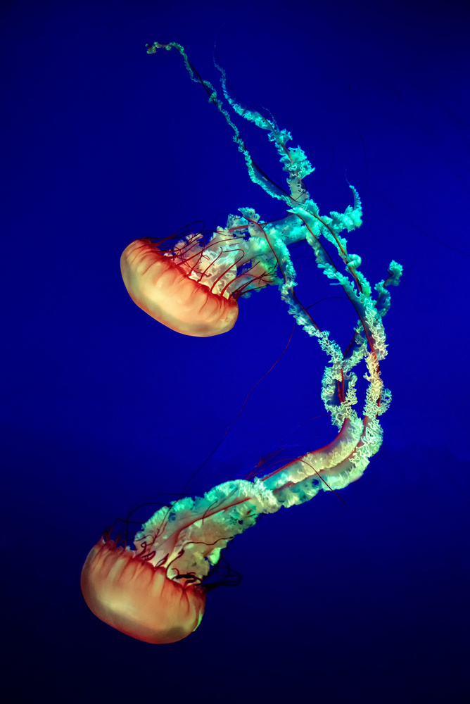 Jelly Fish von Louis-Philippe Provost