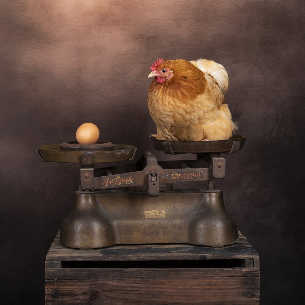 The Chicken or The Egg? von Louise Wolbers