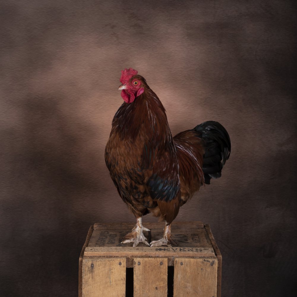 Rooster von Louise Wolbers