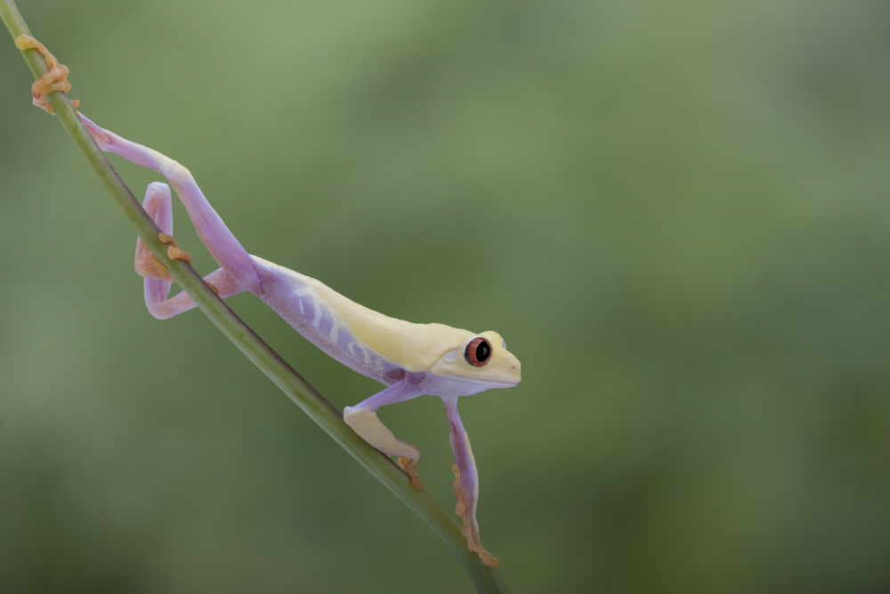 Morning Stretch von Louise Wolbers