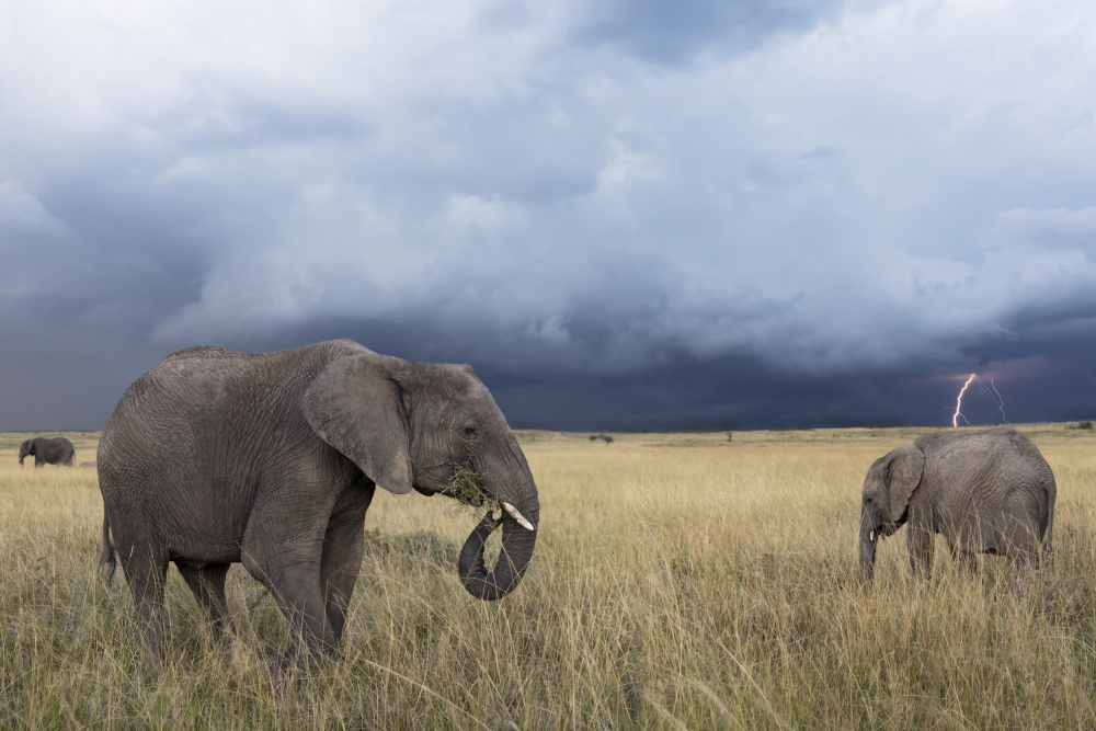 Stormy Evening von Louise Wolbers