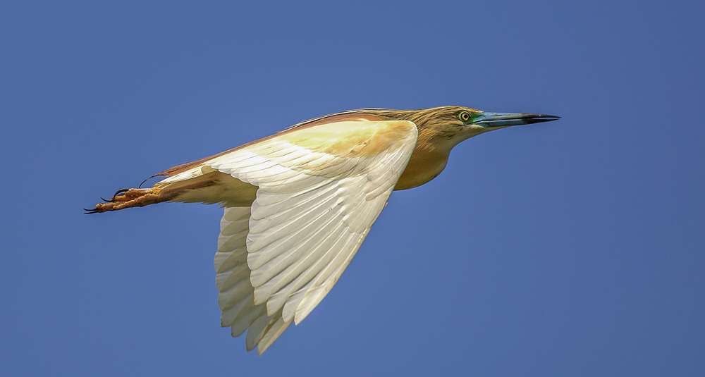 Squacco Heron Blue Sky von Lourens Durand