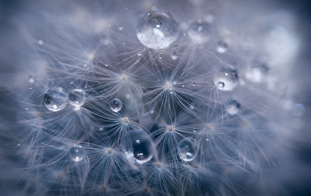 Water droplets in dandelion von Lubomir Vladikov