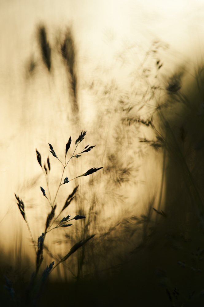 grass von Luc Baekelandt