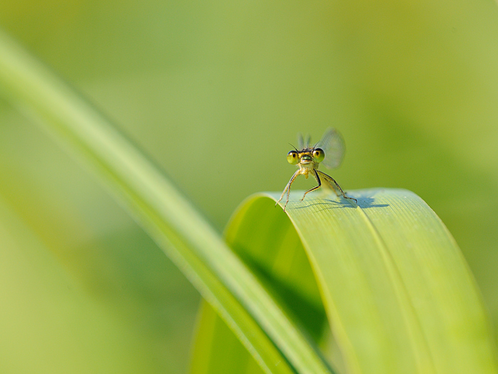 Green eyes von Luc Baekelandt