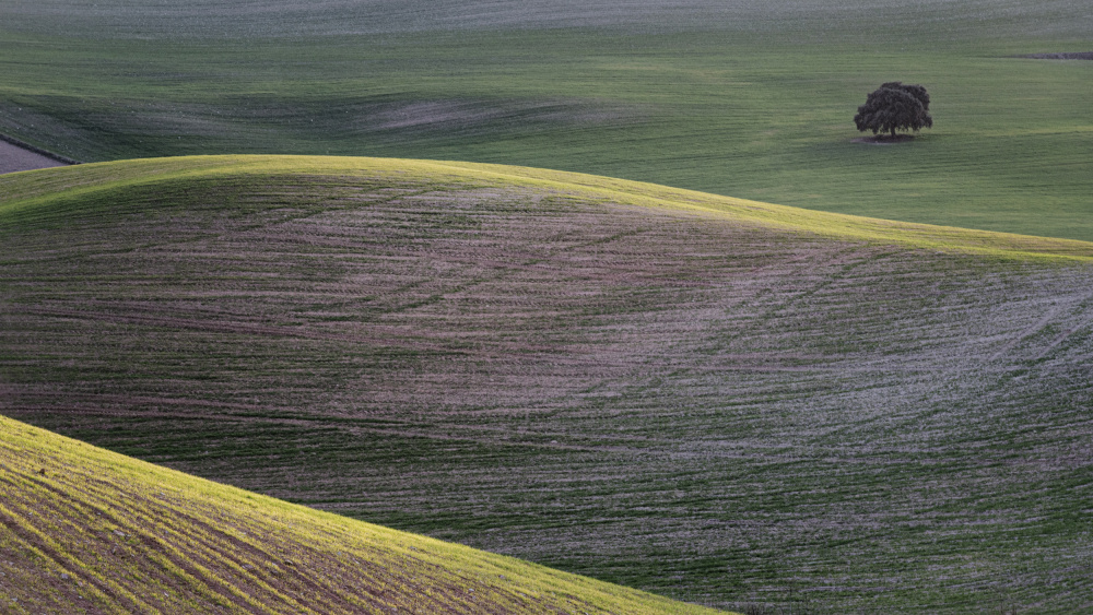 Agricultural landscape in Andalusia von Lucia Gamez