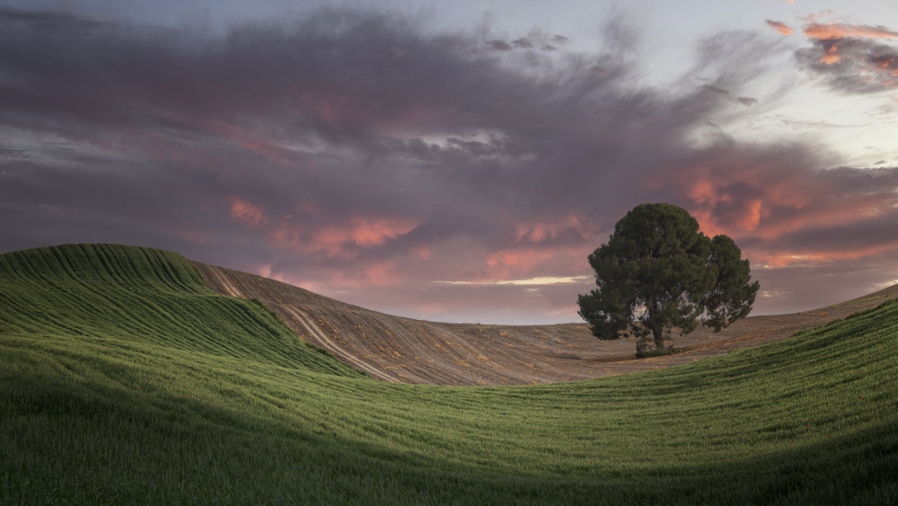 Sunset colors in the fields of Andalusia (Spain) von Lucia Gamez