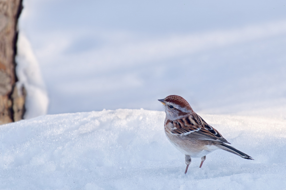 American Tree Sparrow on a Winter Day von Lucie Gagnon