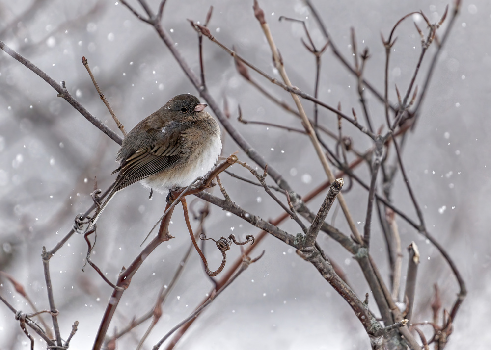 On a Snowy Winter Day von Lucie Gagnon