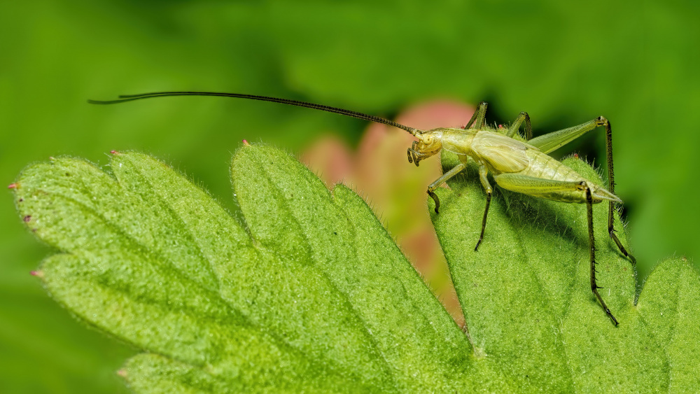 Tree Cricket von Lucie Gagnon