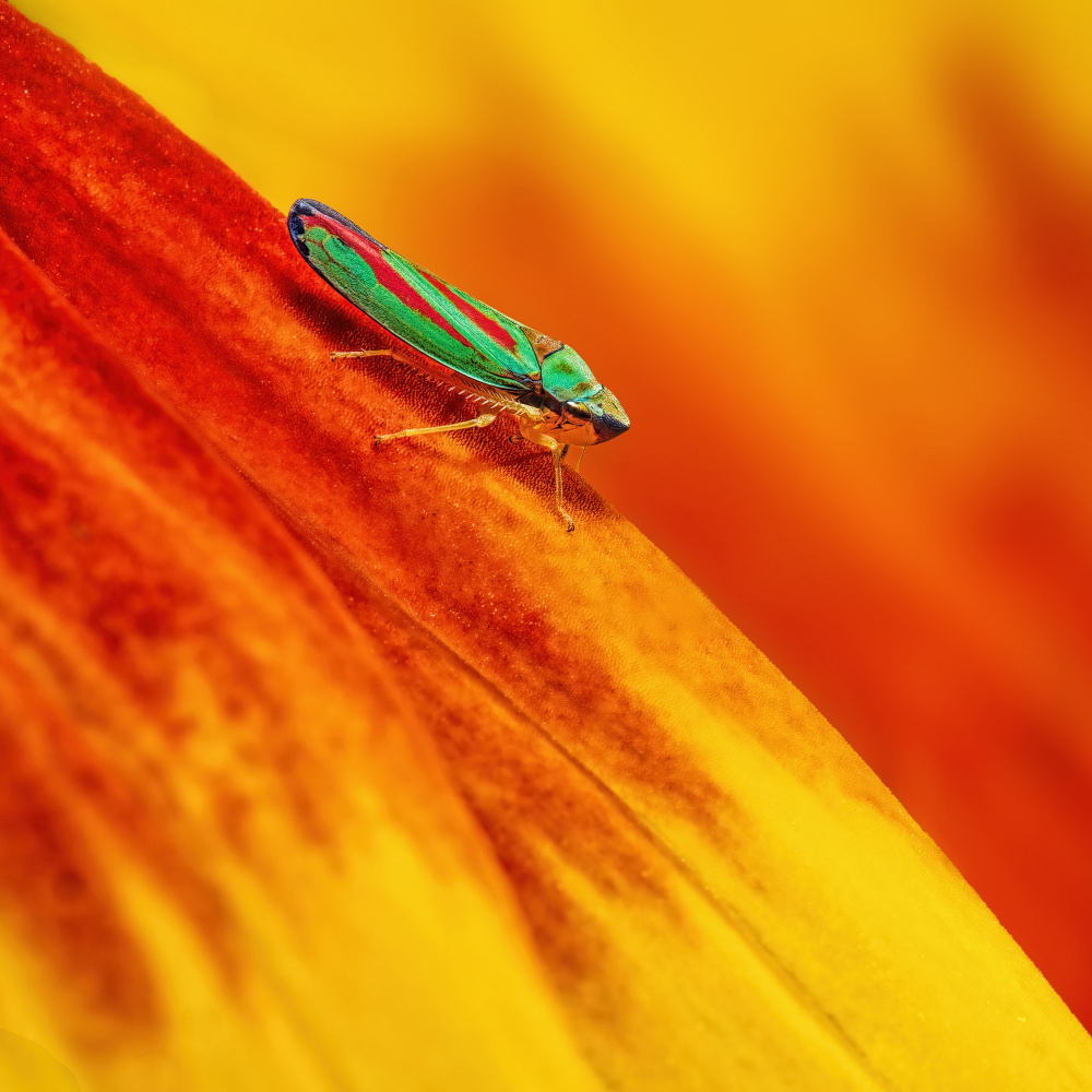 Candy-striped Leafhopper von Lucie Gagnon