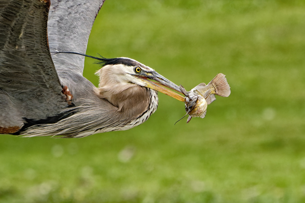 The Catch von Lucie Gagnon