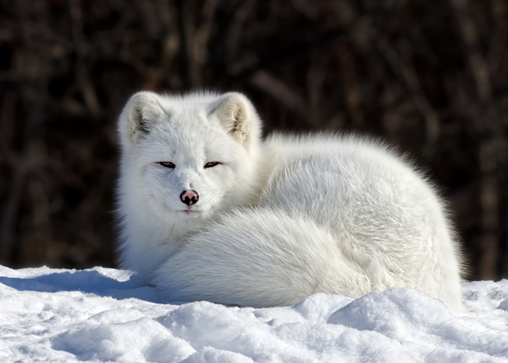 Arctic Fox von Lucie Gagnon