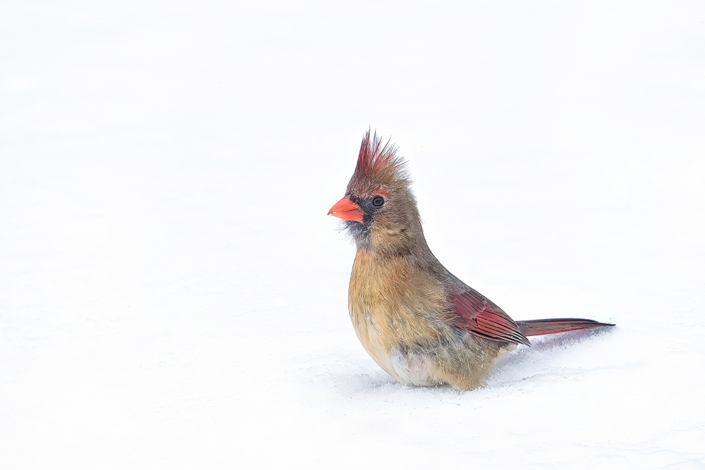 Crested Songbird von Lucie Gagnon