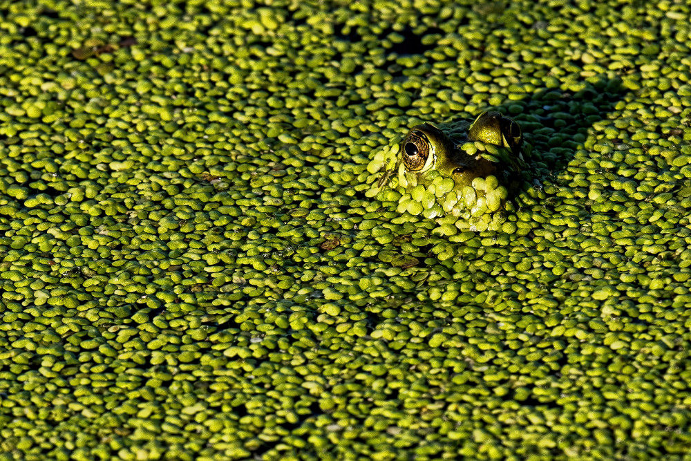 Camouflage von Lucie Gagnon