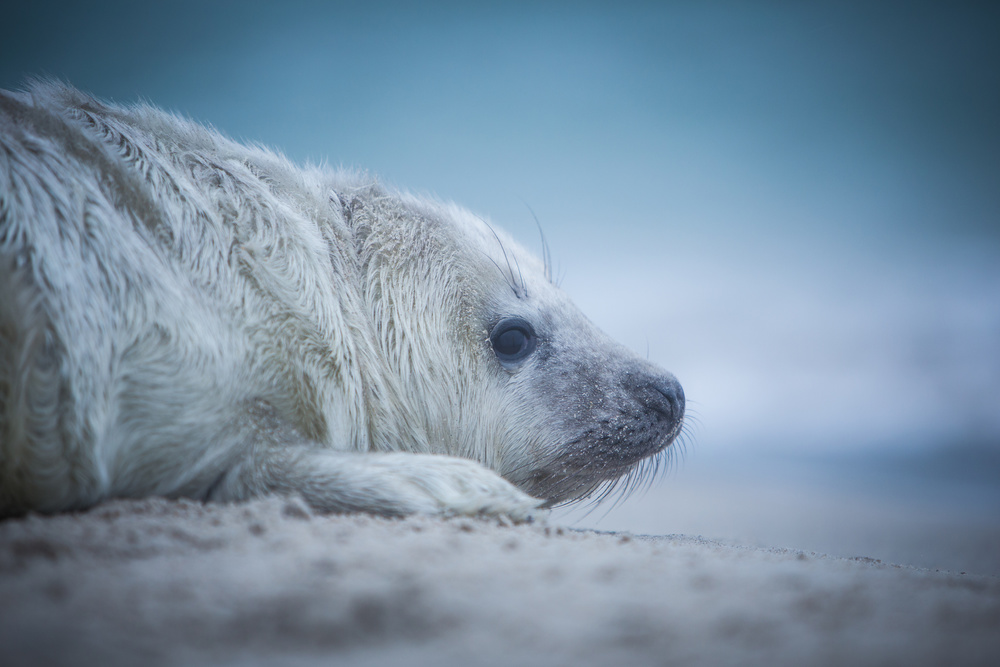 Baby Seal von Lucie Pesakova