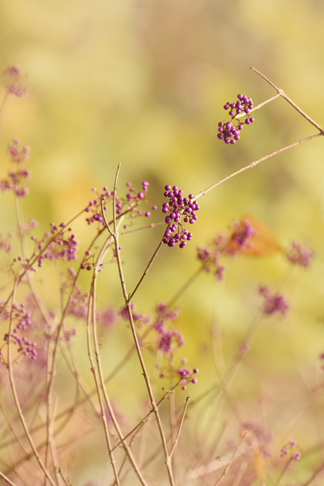 Fragile intersections von Ludmila Shumilova