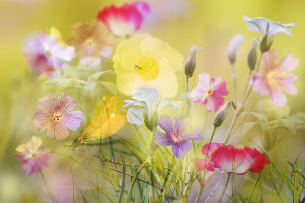 Tiny garden in a summer field von Ludmila Shumilova