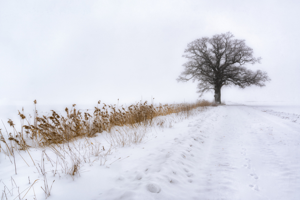 Oak in Fog von Ludwig Riml