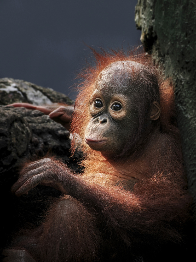 Borneo orangutan von Lugyanti Sukrisman