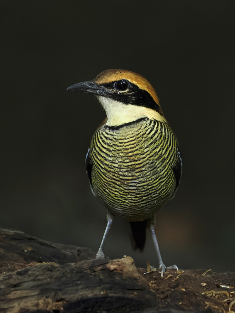 Javan banded pitta von Lugyanti Sukrisman