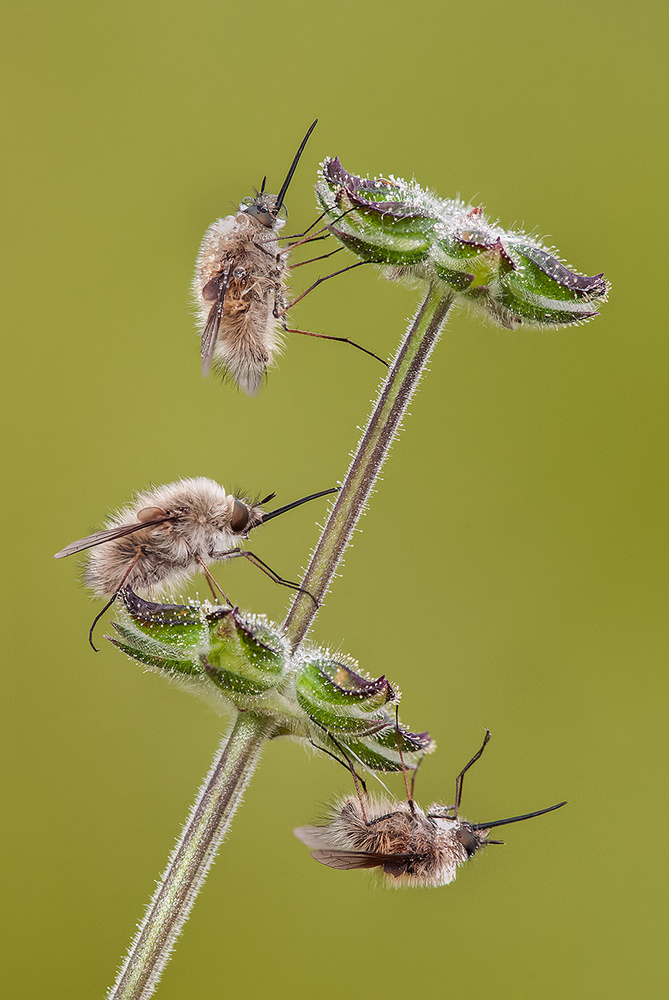 The 3 Musketeers von Luigi Chiriaco