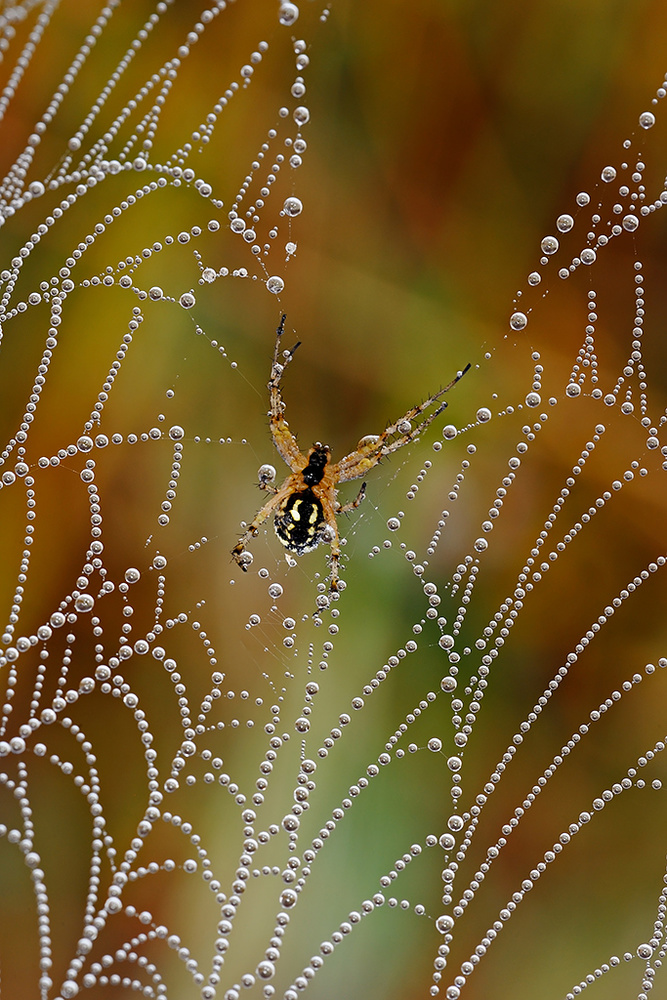 The pearls of the spider von Luigi Chiriaco