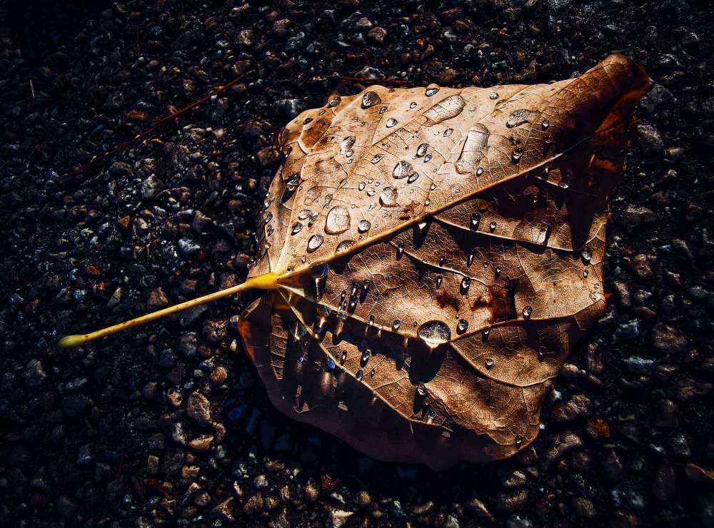 Leaf von Luigi Greco