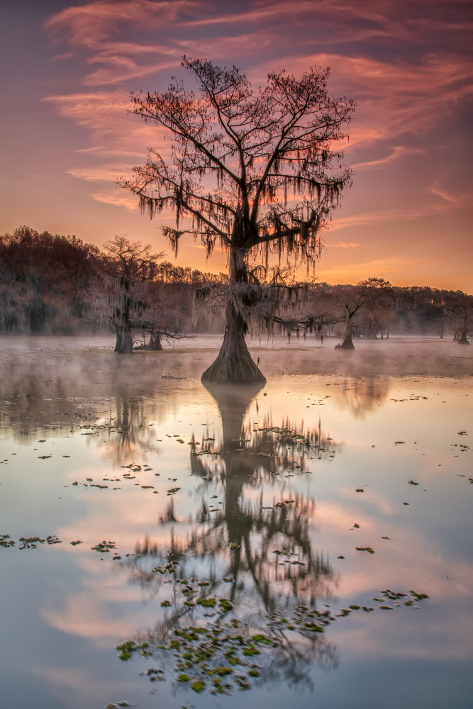 Bayou sunrise von Luigi Ruoppolo