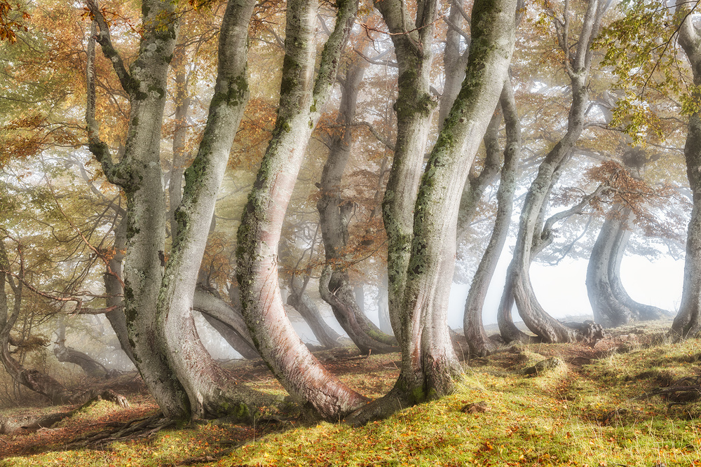 Bleeding beech trunks von Luigi Ruoppolo