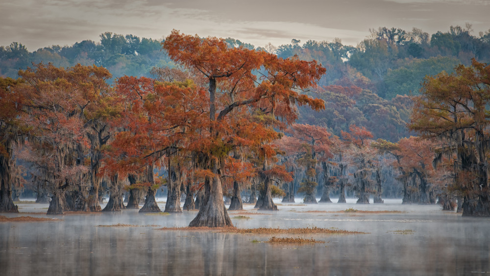 Caddo Lake von Luigi Ruoppolo