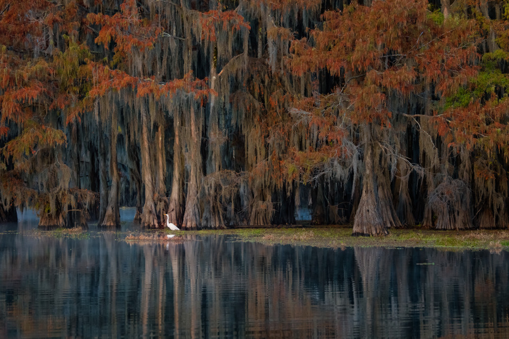 The swamp in autumn von Luigi Ruoppolo