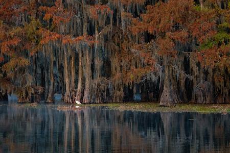 The swamp in autumn